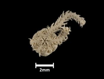 Media type: image;   Invertebrate Zoology OPH-1184 Description: Bottom of brittle star with mouth visible.;  Aspect: ventral